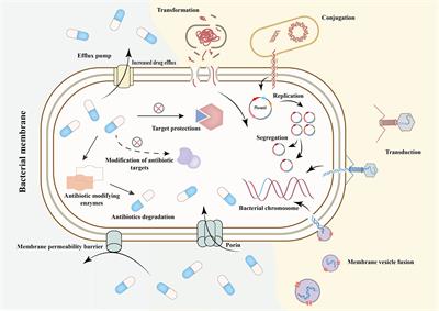 Antimicrobial resistance and mechanisms of epigenetic regulation